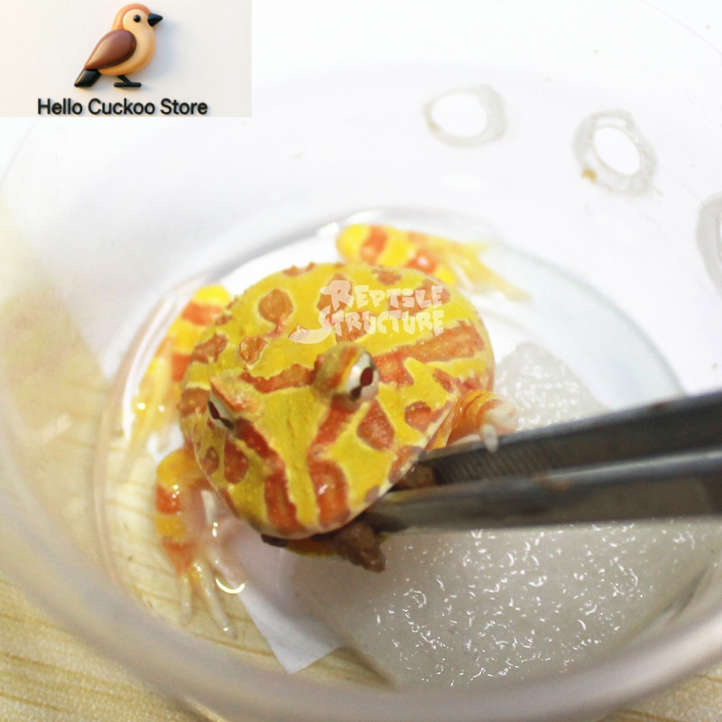 Granuli di Alimento per Rane c - Calcium Powder Reptile recensione e prezzo